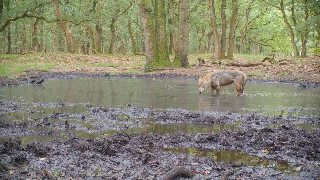 Wolf dood door aanrijding in Leusden