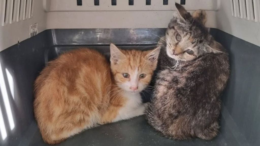 Tientallen verwaarloosde katten weggehaald bij boerderij West-Brabant