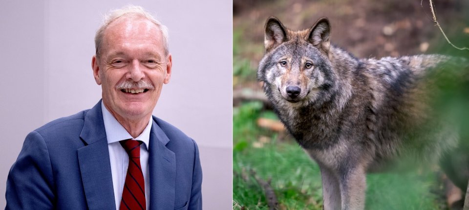 Ontevreden Rummenie mist sociale gevolgen in wolvenonderzoek