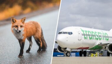 Vliegtuig botst op vos tijdens opstijgen op Schiphol