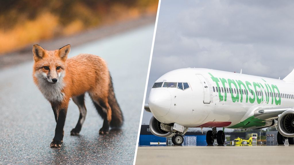 Vliegtuig botst op vos tijdens opstijgen op Schiphol