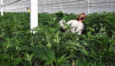 Legale wietkwekerij Hellevoetsluis overvallen, hele voorraad gestolen