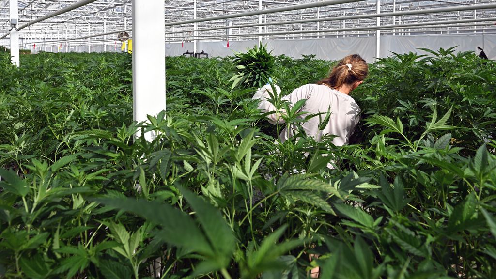 Legale wietkwekerij Hellevoetsluis overvallen, hele voorraad gestolen