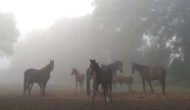 Vrij zonnige week met koude nachten