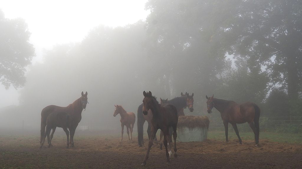 Vrij zonnige week met koude nachten