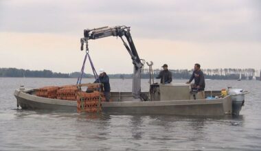 Duizenden babyoesters moeten biodiversiteit Veerse Meer herstellen