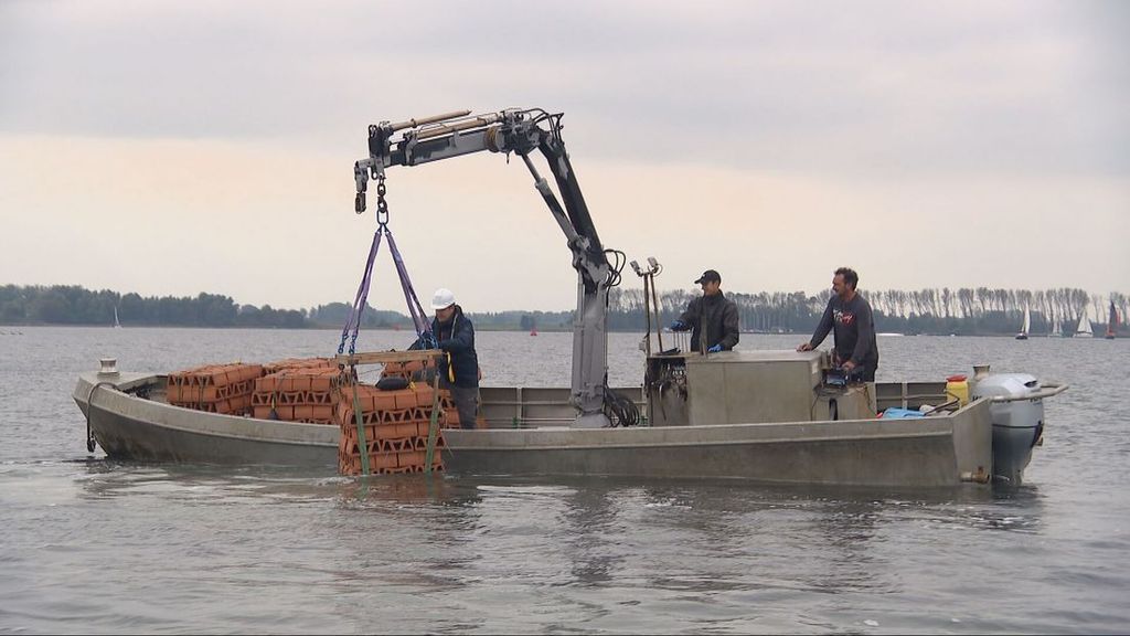 Duizenden babyoesters moeten biodiversiteit Veerse Meer herstellen