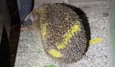 Opnieuw egel met neonverf bespoten in Zeist: 'Super sneu'