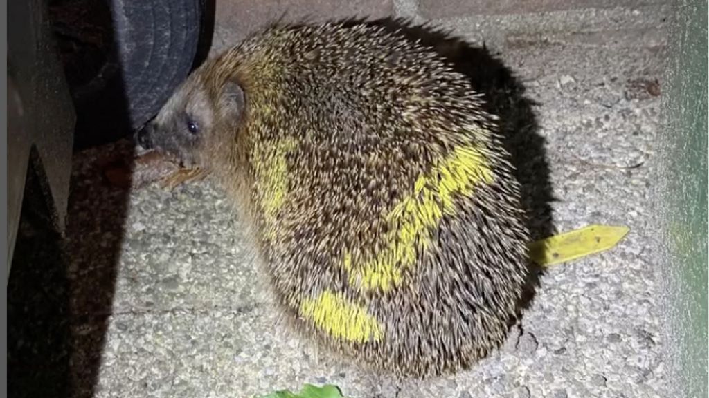 Opnieuw egel met neonverf bespoten in Zeist: 'Super sneu'