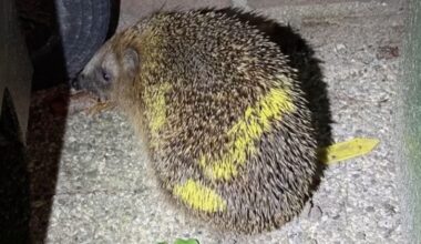 Opnieuw egel met neonverf bespoten in Zeist: 'Supersneu'