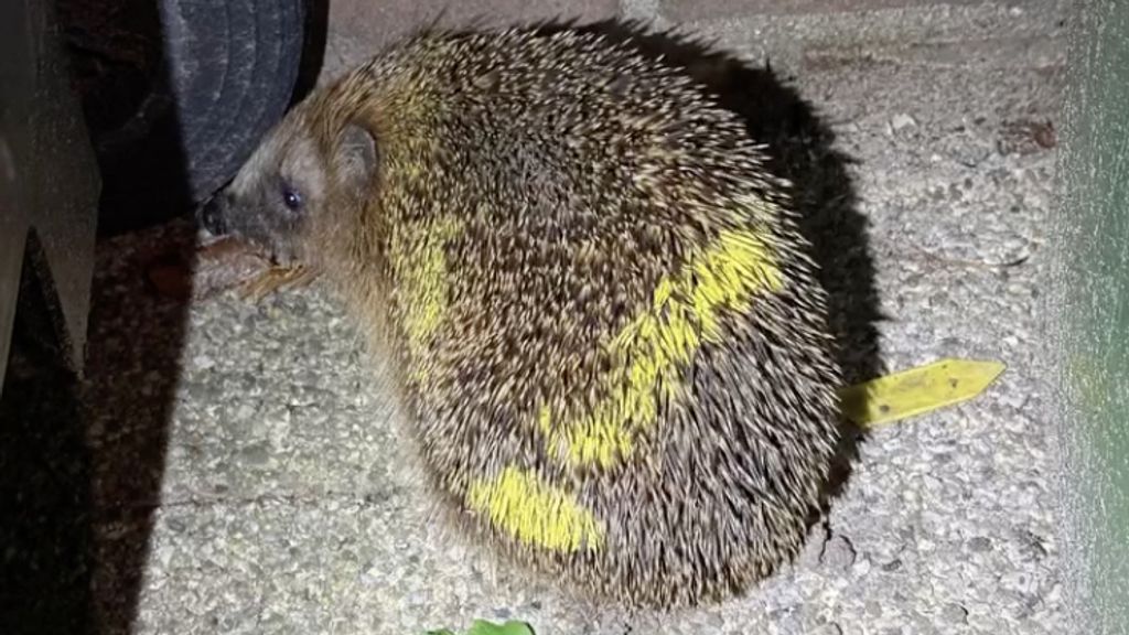 Opnieuw egel met neonverf bespoten in Zeist: 'Supersneu'