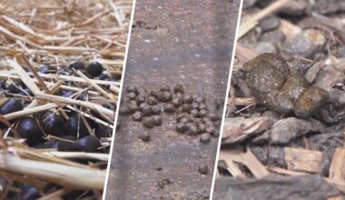 Wetenschappers gebruiken dierenpoep voor medicijnen