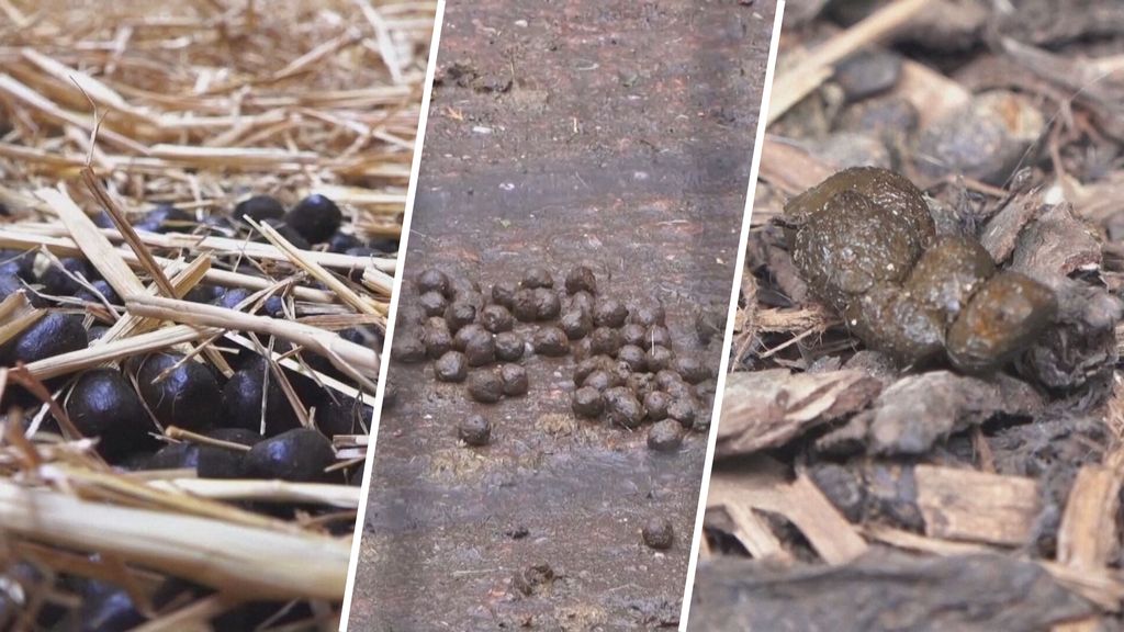 Wetenschappers gebruiken dierenpoep voor medicijnen