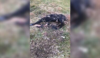 in twee jaar tientallen kalfjes dood