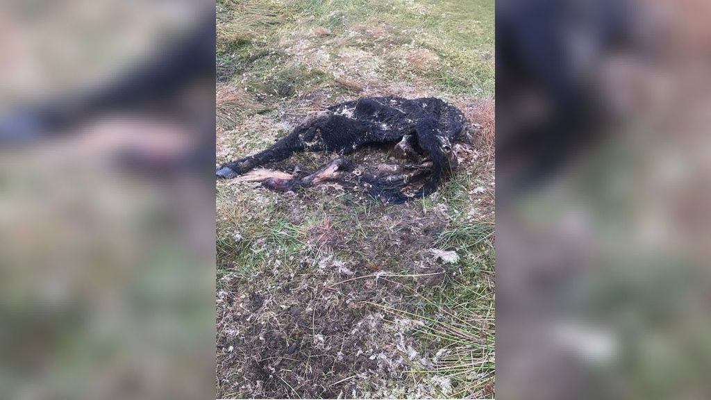 in twee jaar tientallen kalfjes dood