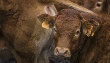 Schroefwormvlieg in Mexico op 110 kilometer van Amerikaanse grens