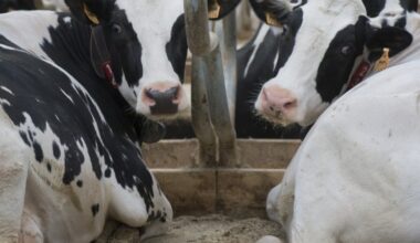 Nieuwe voorwaarden beëindigings- en extensiveringsregeling bekend