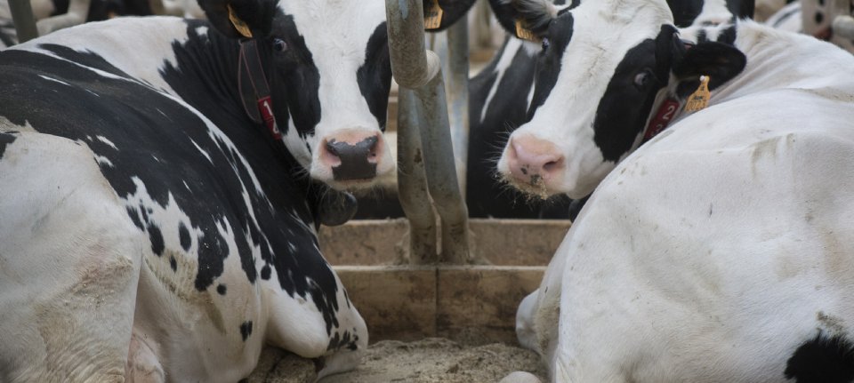 Nieuwe voorwaarden beëindigings- en extensiveringsregeling bekend