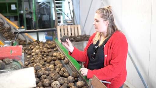Boerin vindt handgranaat tussen de aardappelen: 'Terug het land opgegooid'