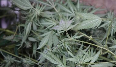 Drugs, munitie en dure horloges in woning: pand voor half jaar gesloten