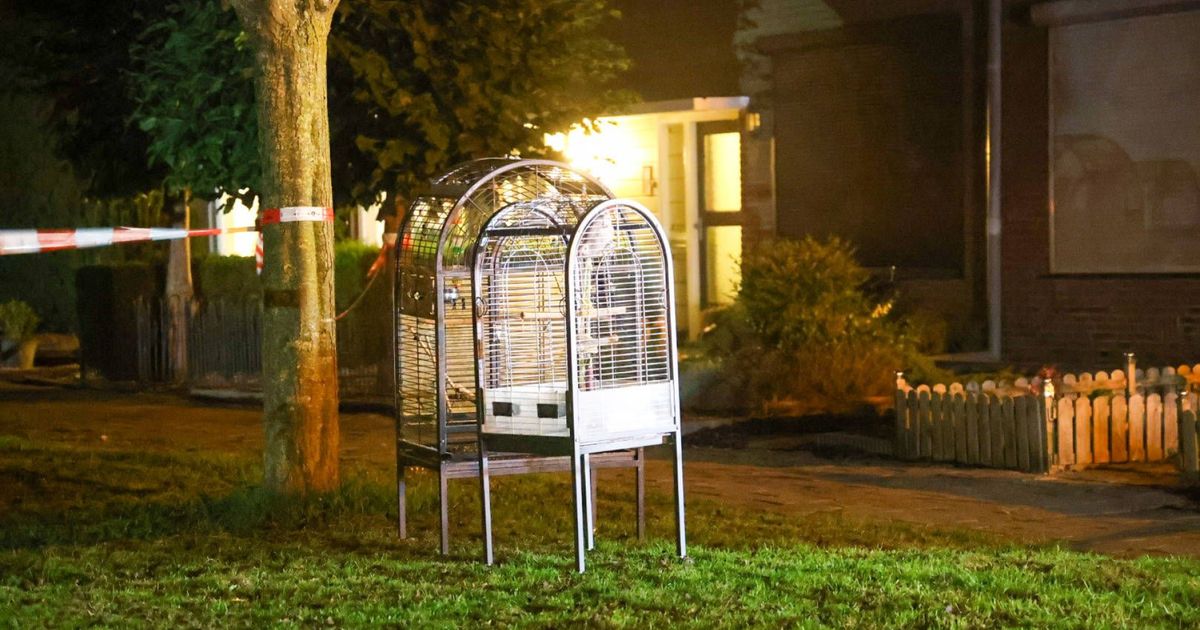 Papegaaien gered uit brandende garage • naakte man op dak - Omroep Gelderland