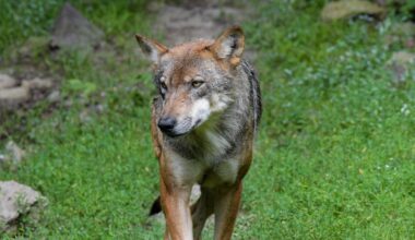 Wolvin doodgereden bij Leusden, dna-onderzoek moet uitwijzen welke