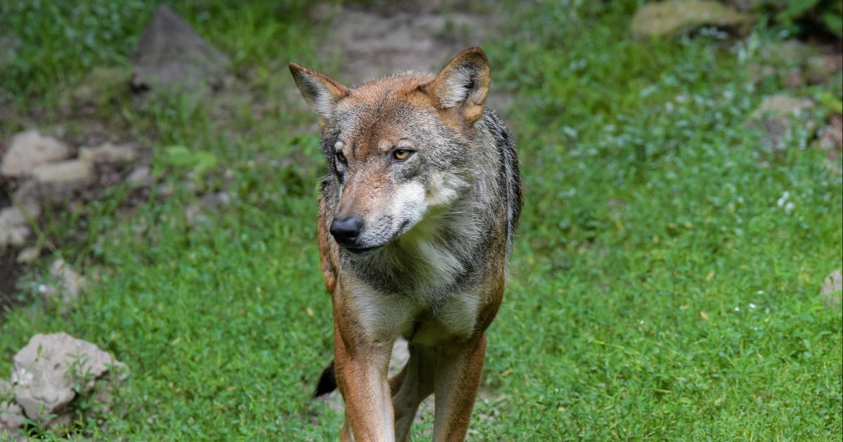 Wolvin doodgereden bij Leusden, dna-onderzoek moet uitwijzen welke