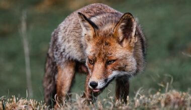 Vliegtuig botst tegen vos op Schiphol: 'Komt maar zelden voor'