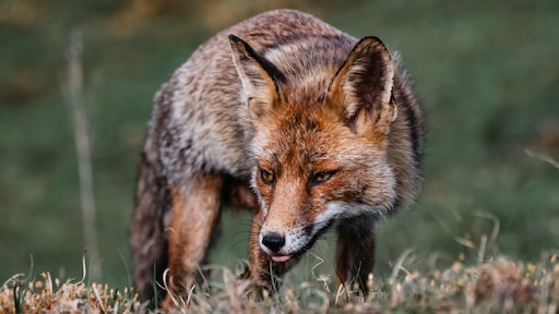 Vliegtuig botst tegen vos op Schiphol: 'Komt maar zelden voor'