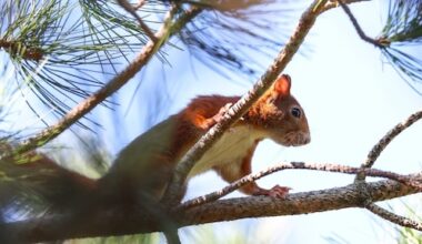 Agressieve eekhoorn valt mensen aan in VS, zeker twee naar ziekenhuis