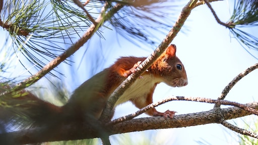 Agressieve eekhoorn valt mensen aan in VS, zeker twee naar ziekenhuis
