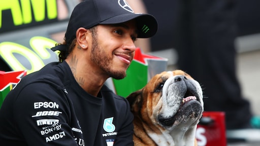 Hond Lewis Hamilton overleden na vier dagen intensive care: 'Moest hem laten gaan'