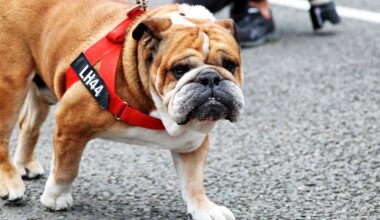 Roscoe, hond Lewis Hamilton, overleden