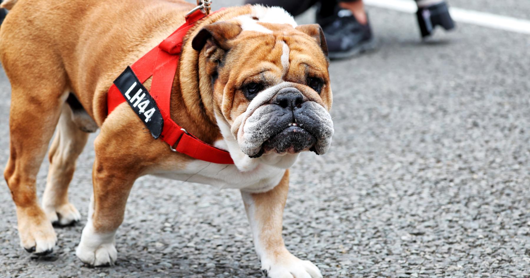 Roscoe, hond Lewis Hamilton, overleden