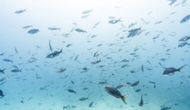 Chili en België willen beiden de hoofdzetel binnenhalen van het pas ingestelde Vollezeeverdrag