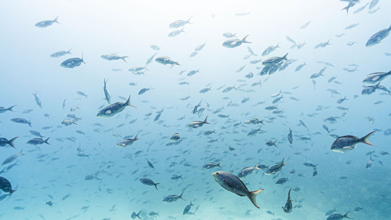Chili en België willen beiden de hoofdzetel binnenhalen van het pas ingestelde Vollezeeverdrag