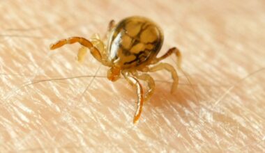 Zo gaan wilde dieren om met de teek