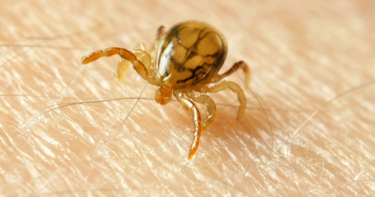 Zo gaan wilde dieren om met de teek