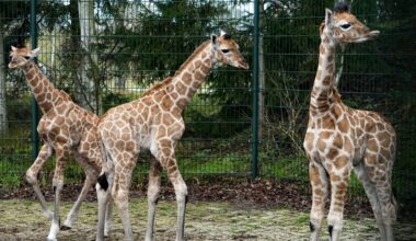 foto: Beekse Bergen/Mariska Vermij - van Dijk