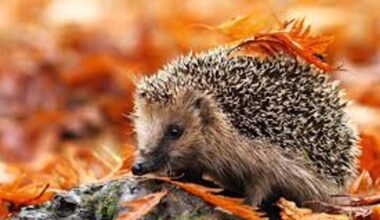 Een egel (foto: Egeltelling).