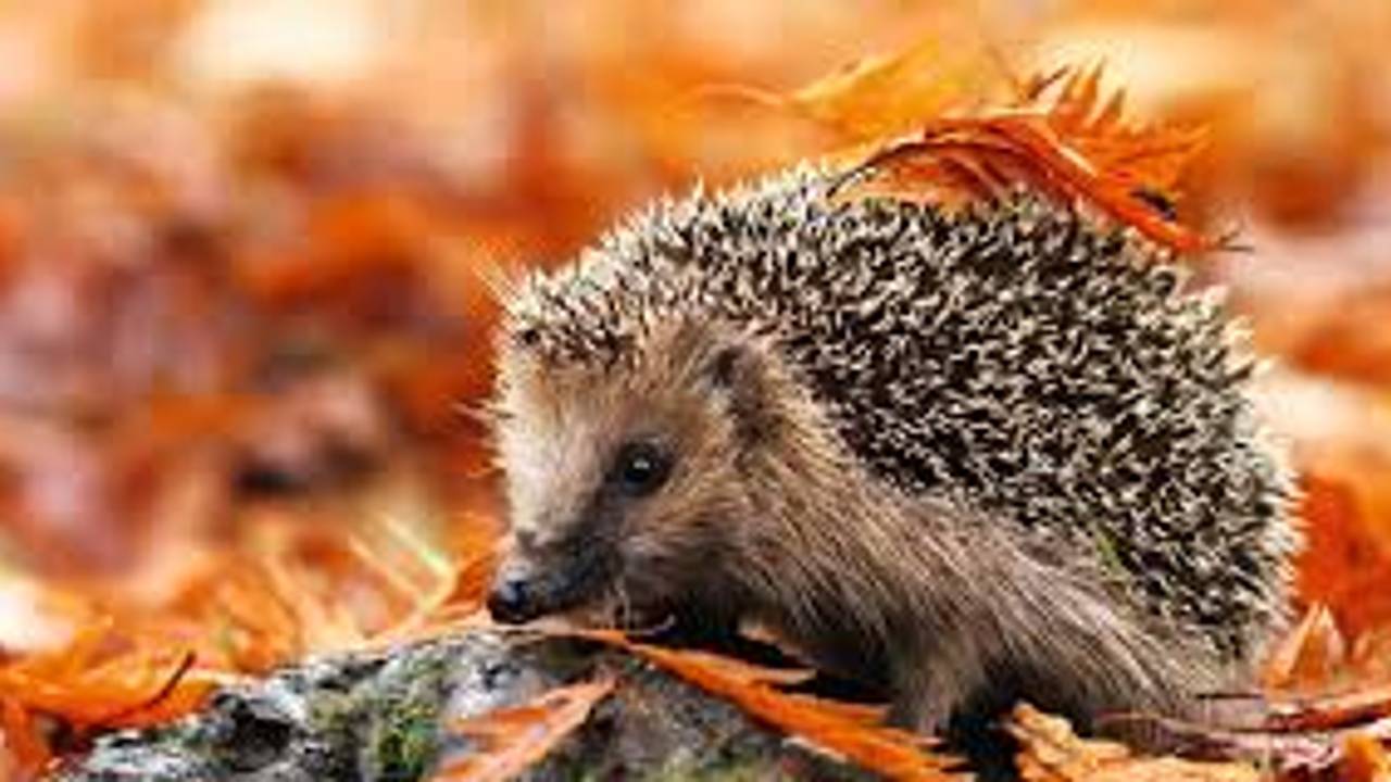 Een egel (foto: Egeltelling).