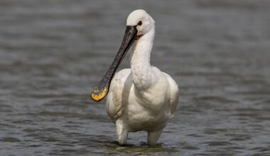 De nieuwe band Solanum heeft een dode vogel uit Schiermonnikoog als derde bandlid