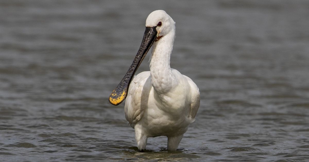 De nieuwe band Solanum heeft een dode vogel uit Schiermonnikoog als derde bandlid