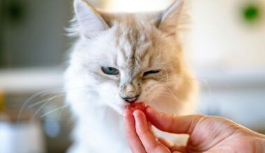 Allergisch voor katten? Dit kan de onverwachte oplossing zijn
