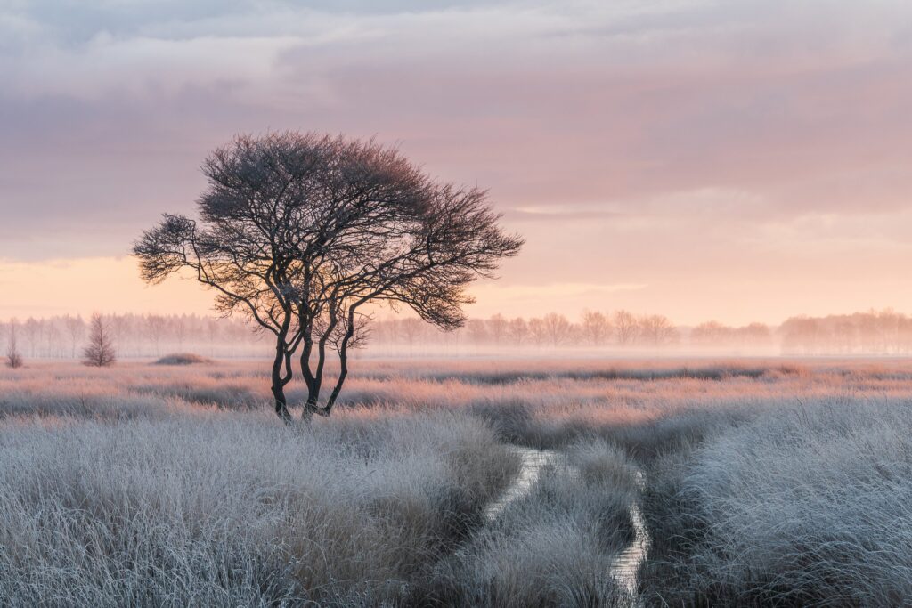 roots natuurfotowedstrijd