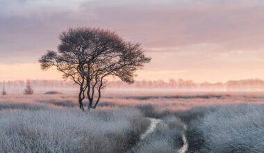Het verhaal achter de winnende foto: winterse ochtend