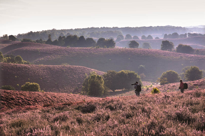 glooiend en bloeiend heidelandschap op de Posbank