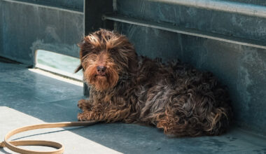 Denkend aan Holland seizoen 7 start met een ode aan Nhaan