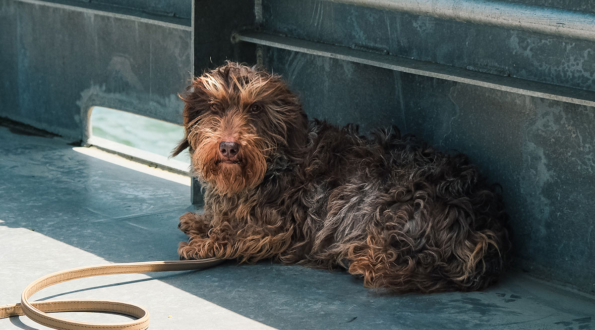 Denkend aan Holland seizoen 7 start met een ode aan Nhaan