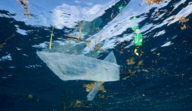 Snelle opwarming zeewater zorgt voor ongekende veranderingen: 'Heel erg verontrustend'